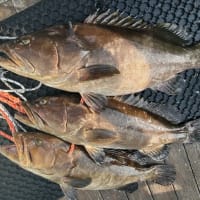 釣果