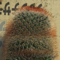 サボテン君を切り刻んでみる