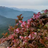 四国　石鎚山 東稜～墓場尾根と子持権現山