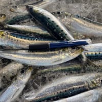サバにイワシ、メジにトラウトサーモンっ！