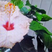 白いハイビスカス
