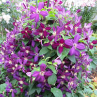 ７月の庭（2）百合が開花