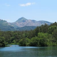 裏磐梯の五色沼でベニバナイチヤクソウ探し 2025.6.20