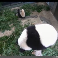 シャンシャン