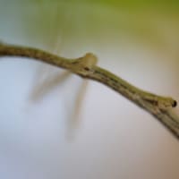 ナナフシ幼虫の脚が取れた付け根の写真