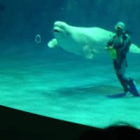 【広島西条の酒まつり2014の旅】３日目　出雲大社