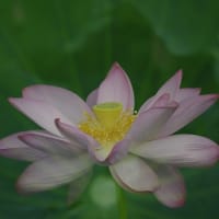 ようやく梅雨明け　～　ハスの花と手筒花火