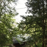 鮮やかになってきた妙法寺の苔