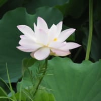 水元公園のハス