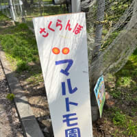 ★さくらんぼ狩り