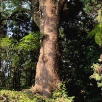 読者の皆様へお願い★幻のコリウスの庭★西洋ニンジンボク★花手水