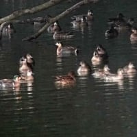 06/21探鳥記録写真：２０２５年１月に出会った鳥たち②