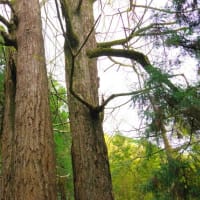  愛媛県大洲市、米津広岡 「金竜寺のイチョウ」（県指定）です！！