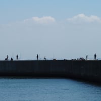 吉崎海岸でシロチドリを動画撮りしてみました＾＾ｖ