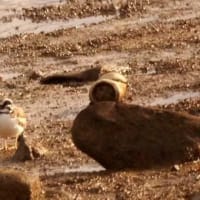 07/07お気に入りの野鳥-6（イカルチドリ）