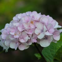 紫陽花とアガパンサス