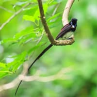 サンコウチョウ　その２