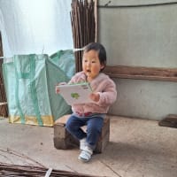 私にとって得るものの多かった楮の枝払い作業でした