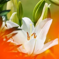歩く姿はユリの花？