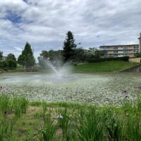 遅すぎた白鷺公園の花菖蒲　　　　2025.06.16