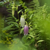 植栽の花　テカリダケキリンソウ