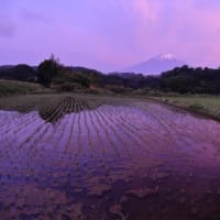 富士山　「はい、朝焼けが　」 逆さ景観散策中に... ﾌﾟﾗｽ指向された景観が...