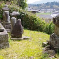 三重県伊賀市、馬田「薬師寺跡のムクロジ」（市指定）です！！