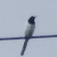 この鳥の名前は？
