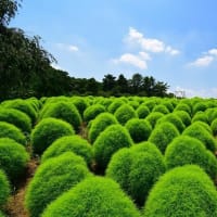 昭和記念公園（7/25）