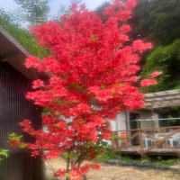 何事も程々がちょうど良い