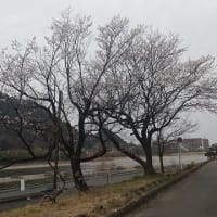 2025 桜だより