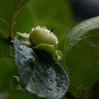 梅雨・・・・