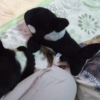 シャチのぬいぐるみ