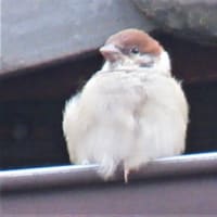 はづくろい