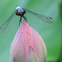 家原寺の蓮の花