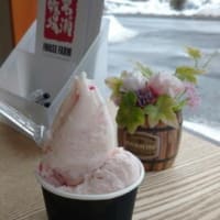 岩瀬さんで桜を噛みしめる