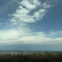 平池のカキツバタ