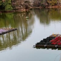 桜🌸だけじゃない　椿咲き　カワセミ佇む緑地