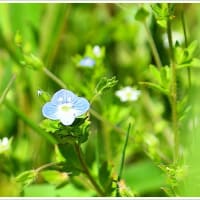 天白川の自然