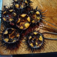 ガゼウニ下処理