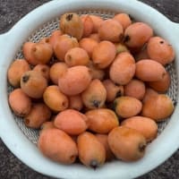 ビワが食べ頃！　満月のお月様