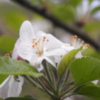 宇和島市の道の駅・きさいや広場の鳩たちと庭に咲いている山吹と胡蝶蘭とリンゴの花♪