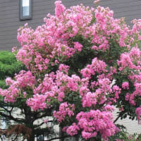参院選の期日前投票をして航空記念公園へ（埼玉・所沢）