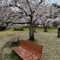 桜が散った後の雨🌧️
