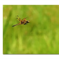 ベッコウトンボ　静と動の狭間