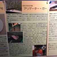 竹島水族館でグルメ？