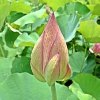 公園散歩-3