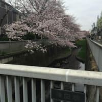 神田川沿い桜歩き（１）