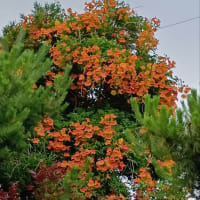 ノウゼンカズラ満開はや「盛夏」＠北陸新幹線上越妙高駅界隈