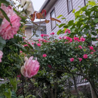 薔薇が咲いた